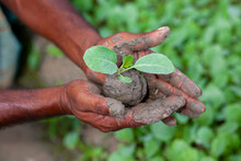 Two Muddy Hands Are Holding A Small Green Plant. Plant In Hands. Green Plant Background. Life And Savings Concept.