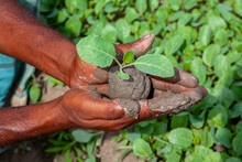 Two Muddy Hands Are Holding A Small Green Plant. Plant In Hands. Green Plant Background. Life And Savings Concept.