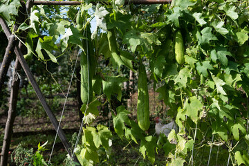 Loofah pumpkin plant in the garden full of ripe pumpkins