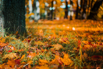 Colorful background image of fallen autumn red and orange leaves perfect for seasonal use. 