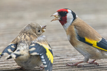 Adult European Goldfinch (Carduelis carduelis), feeding a juvenile, Penzance, Cornwall, England, UK.