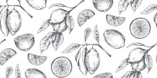 Vector Seamless Pattern With Hand Drawn Fresh Lemon Tree Branches, Fruits And Flowers In Sketch Style.