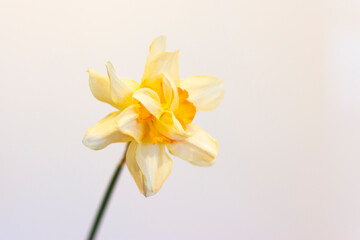 Wall Mural - Single Daffodils with colourful paper backgrounds