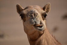 Closeup Shot Of Camel's Head.A View From Abu Dhabi Desert.