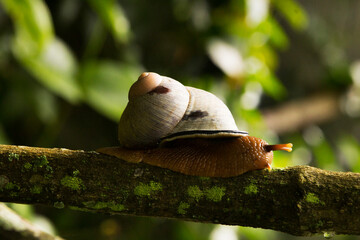 snail on a branch