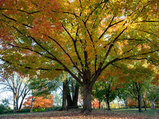 Wall Mural - brilliant fall colors bursting with yellow, red and orange on stately old maple trees in an illinois