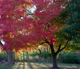 Wall Mural - brilliant fall colors bursting with yellow, red and orange on stately old maple trees in an illinois