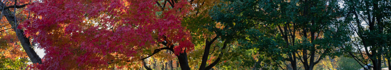 Wall Mural - horizontal banner of brilliant fall colors bursting with yellow, red and orange on stately old maple