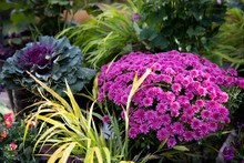 Fuchsia Mums Highlights This Collection Of Garden Containers Along With Japanese Hakone Grass And Ornamental Kale 