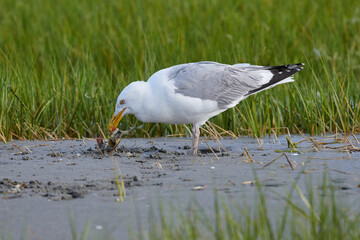 American Herring gull (larus argentatus) eating a crab on tidal flats Crescent Beach, Nova Scotia, Canada,