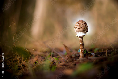 pics Orden Agaricales adobe stock