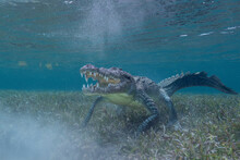 American Crocodile Under Water, Mexico