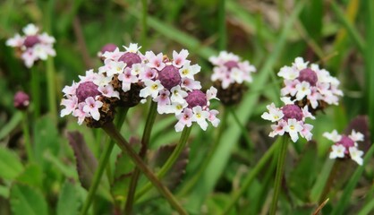 Panoramic view of phyla nodiflora flowers in Florida nature