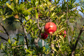 Wall Mural - Granatapfel