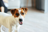 Fototapeta Zwierzęta - Adorable puppy Jack Russell Terrier at home, looking at the camera.