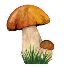 Watercolor porcini isolated on white background in the grass. Edible mushroom object. Autumn season for mushroom hunting. Hand drawn illustration