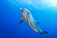 Dolphins In Naturel Aera