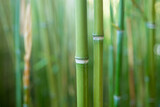 
Close-up of bamboo stalks on green blurred background