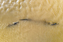 Aerial View Of Crocodiles Swimming In Tarcoles River In Costa Rica.