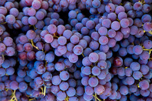 Grape Harvest In The Vineyard. Close-up Of Red And Black Clusters Of Pinot Noir Grapes Collected In Boxes And Ready For Wine Production.