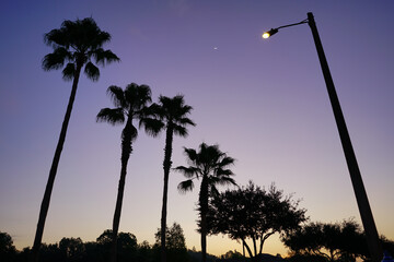 Poster - Beautiful palm trees and cloud in the summer of Florida	
