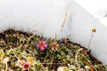 Wall Mural - Blume im Schnee