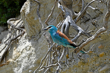 Wall Mural - European roller // Blauracke (Coracias garrulus)