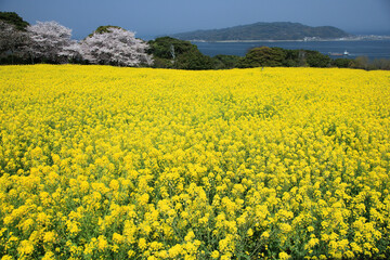 Wall Mural - 能古島の菜の花