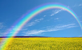 Fototapeta Tęcza - 黄色い花咲く丘と雲と虹