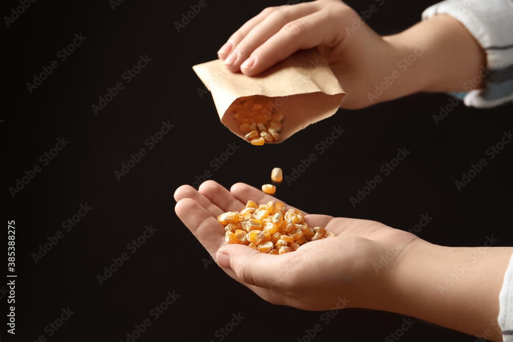 Woman pouring corn seeds from paper bag into hand on black background, closeup. Vegetable planting - obrazy, fototapety, plakaty 