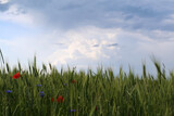Fototapeta Dmuchawce - flower meadow