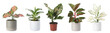 Set of Aglaonema plants for house on white background. Banner design