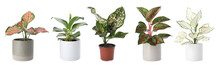 Set Of Aglaonema Plants For House On White Background. Banner Design