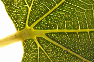 Detail of the structure of a fig leaf against the light