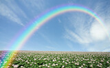 Fototapeta Tęcza - ジャガイモ畑のジャガイモの花と雲と虹