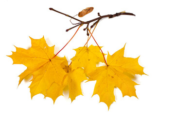 autumn branch with yellow maple leaves isolated on a white background.