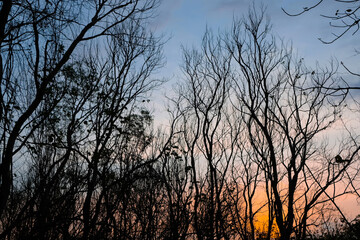 Wall Mural - The dry branch and tree with blue and orange dusk sky background