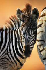 Wall Mural - Zebra foal close-up standing close to the female having a tender moment and showing affection with warm beautiful light enhancing the mood. Equus quagga