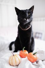 Witch Black Cat With Funny Face Open Mouth Showing Fangs And Pumpkins On The Bed. Halloween Concept