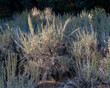 Wyoming big sagebrush (Artemisia tridentata subsp. wyomingensis) is the dominant shrub across millions of acres of Great Basin Desert and the State Flower of Nevada.
