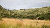 Fototapeta Sawanna - African Giraffe in a South African wildlife reserve