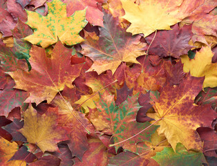 Colorful and bright - green, yellow, orange and red - autumn leaves background. Nature, fall season concept. Foliage. Outdoor. Copy space, flat lay, top view.