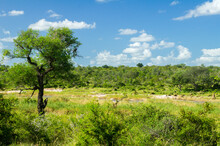 African Savanna Landscape, South Africa
