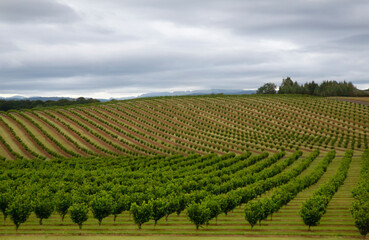 A distant view of rows of newly planted and young hazelnut trees with clouded sky
