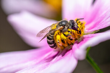 working honeybee harvesting pollen from flower