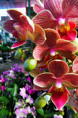 Sticker - very nice orchid flower texture