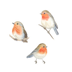 Watercolor Robin birds sitting on branches, set cute birds isolated on white background for your design card, wallpaper or textile.