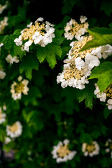 Wall Mural - White flowers of viburnum on a bush.