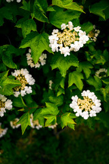 Wall Mural - White flowers of viburnum on a bush.