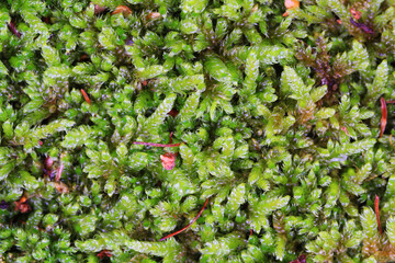 Sticker - green moss texture